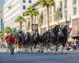 Equestrian unit travels down Colorado Boulevard for the Rose Parade