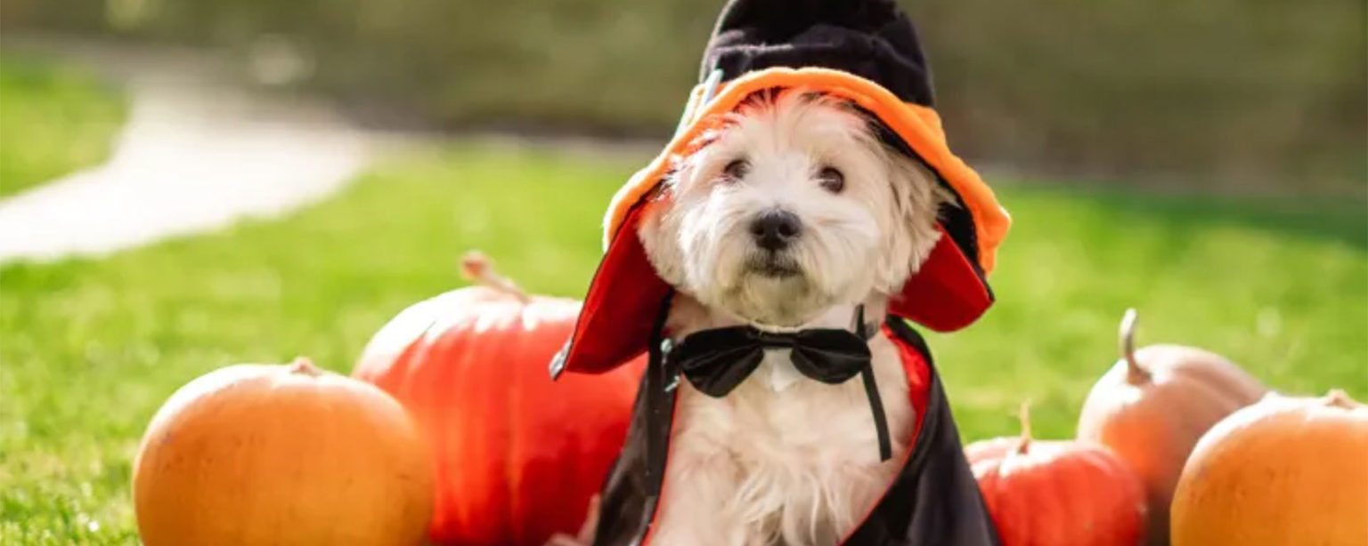 Home » Playhouse Village Association