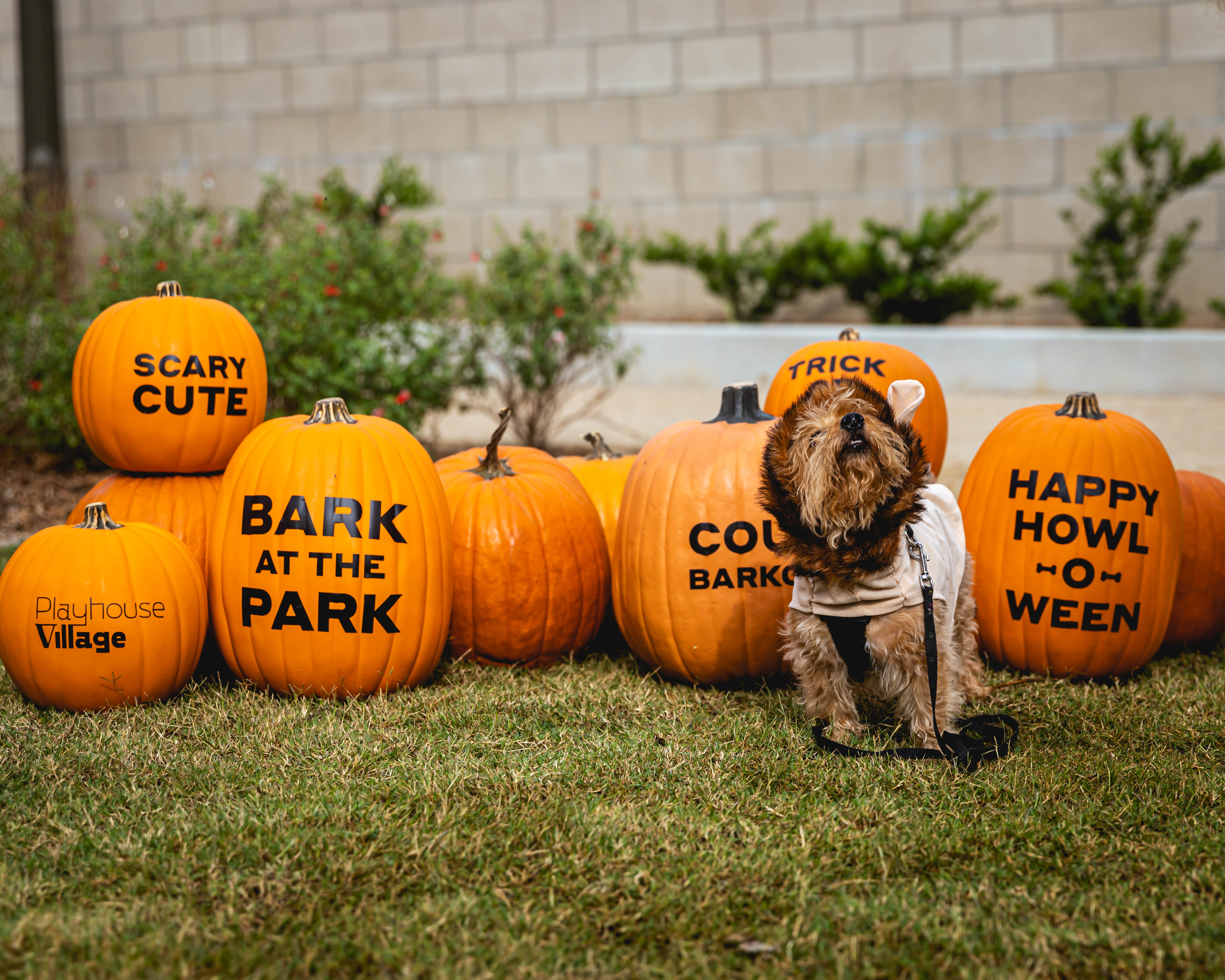 Bark in the Park 2023