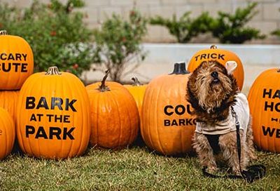 Small dog dressed up as a lion stands in front of a pumpkin patch. The pumpkins say Bark in the Park and various other halloween or dog themed messages.