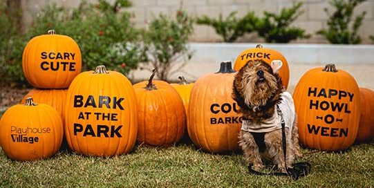Small dog dressed up as a lion stands in front of a pumpkin patch. The pumpkins say Bark in the Park and various other halloween or dog themed messages. 