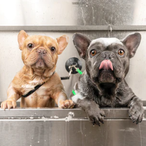 Two french bulldog puppies enjoy getting a bath at Healthy Spot grooming services.