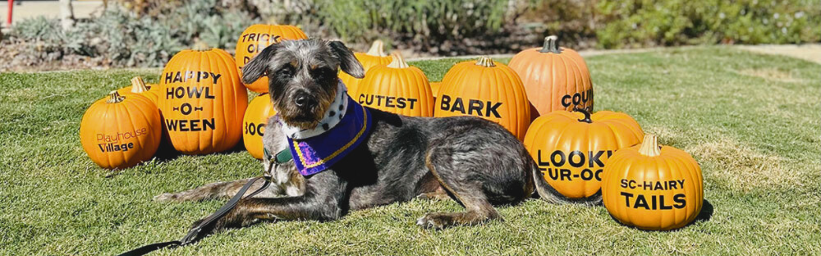 Bark in the Park 2024