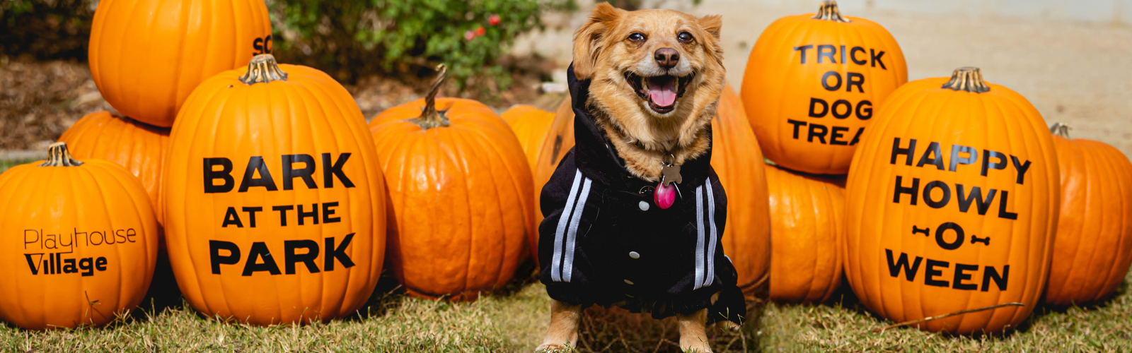 Header Bark in the Park Calendar