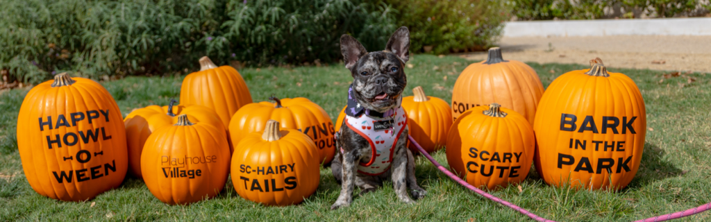 Bark in the Park