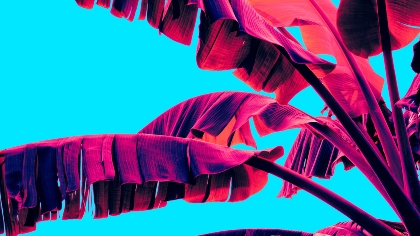 The Night of the Iguana