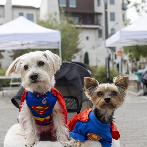 Bark in the Park Album