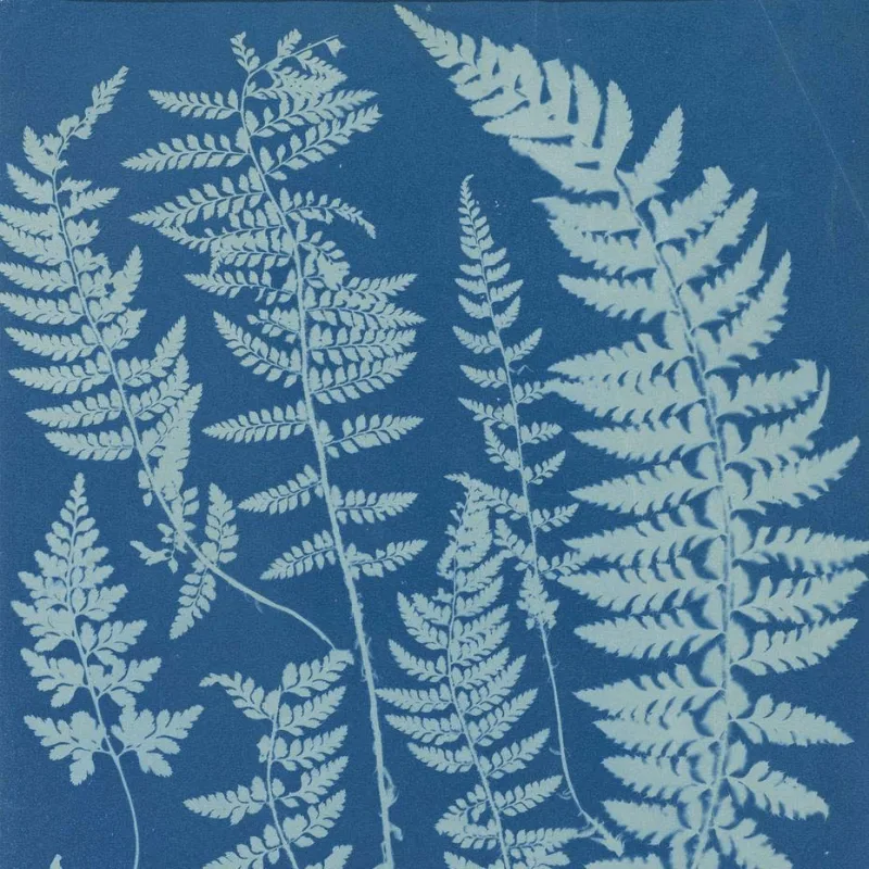 Botanical Blueprints: The Pioneering Heritage of Anna Atkins