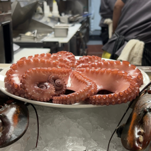 The Daily Catch Blog Square 